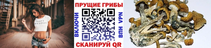 Галлюциногенные грибы Psilocybine cubensis  наркотики  Ростов-на-Дону 
